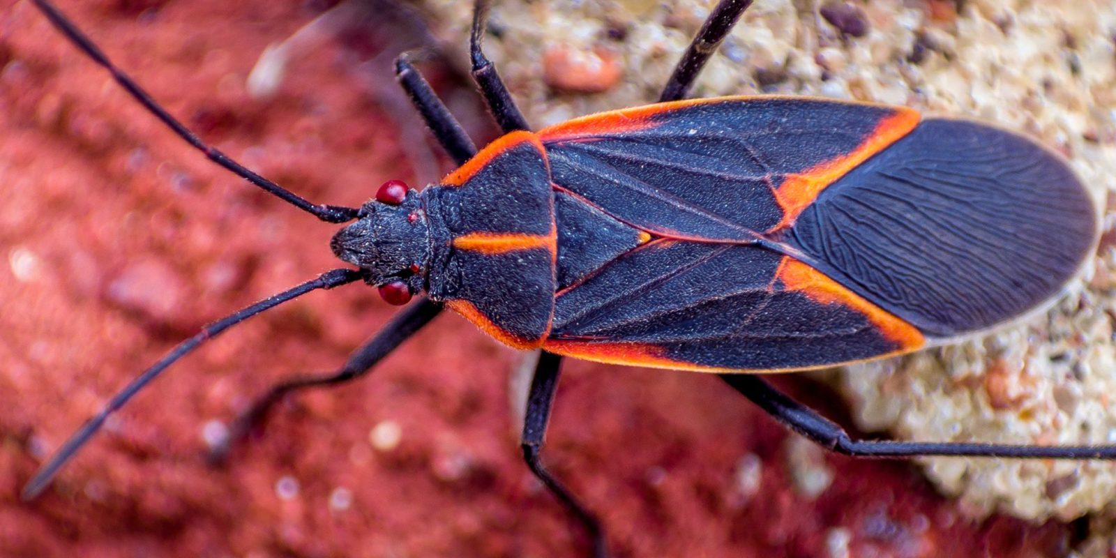 Keep Boxelder Bugs Away Natural Ways to Control Infestations Hagan